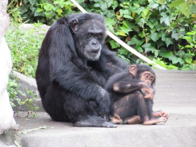 ジミーのふところに入るマモル