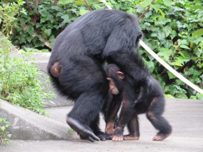 くすぐりあうマモルとジミー