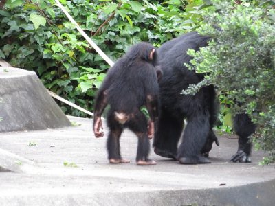 ジミーに近づくマモル