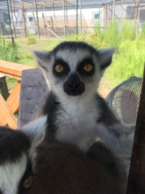 チェッティ