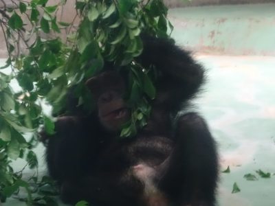 木の枝で遊ぶマモル