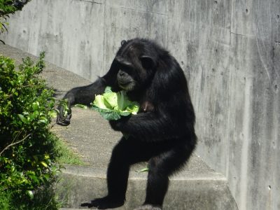 キャベツを抱えるマルコ