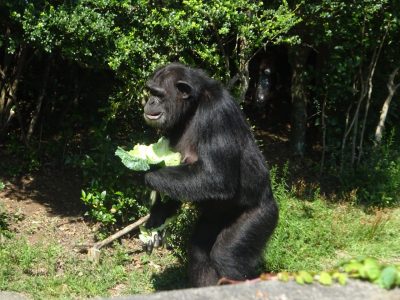 キャベツを抱えるマルコ