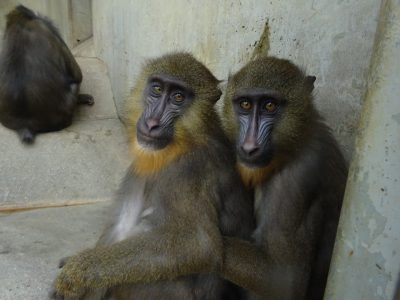 サユミとディスコ