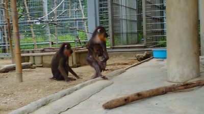 マンドリル　イラーリ