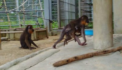 マンドリル　イラーリ2