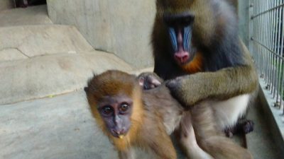 ディディとイラーリ