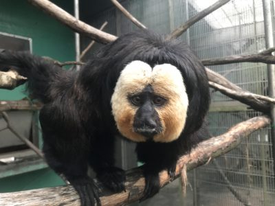 体勢の悪いモップ