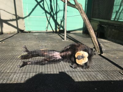 寝る前のモップくん