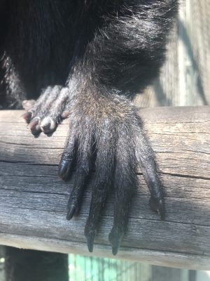 モップの手