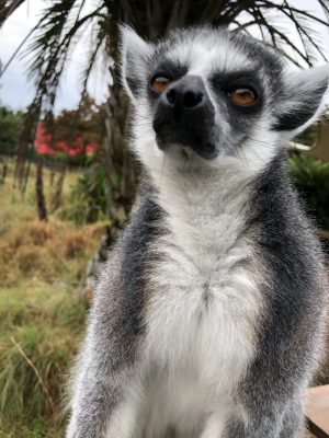 ランタナ