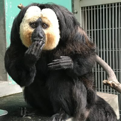 あらいやだと言いだしそうなモップくん