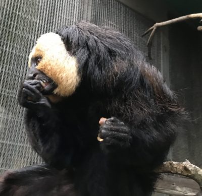 ドングリを食べるモップくんその2