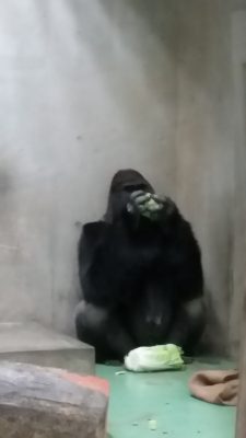 キャベツとタロウ