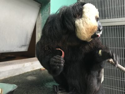 モップくんの耳