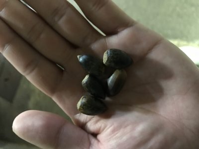 ドングリ