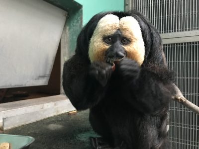 両手で食べるモップくん