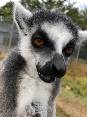 ランタナ