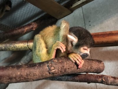 リスザルお昼寝中