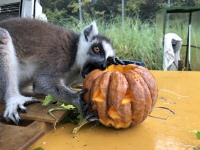 キツネザルフェスティバル