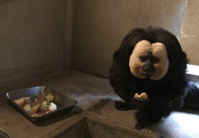 ご飯中のモップ