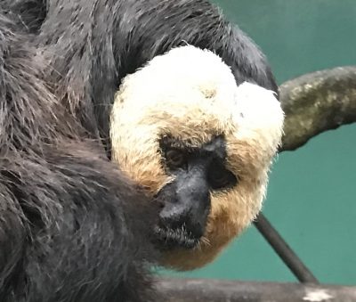 モップくんのアップ