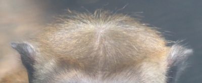 クグミ