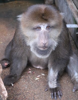 ミョウガは食べない