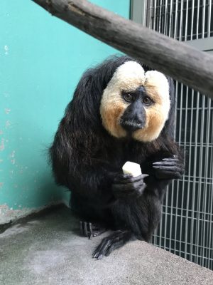 今日のモップくん