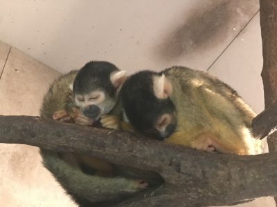 リスザルお昼寝中その2