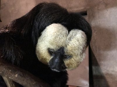 おやすみモップくん