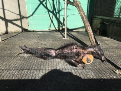 日向ぼっこするモップくん