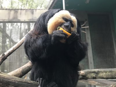 柿を食べるモップ