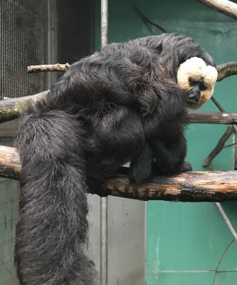 振り向きざまのモップくん