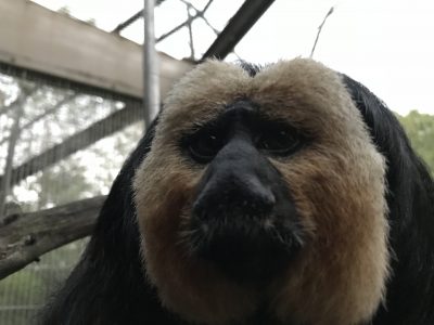 凛々しいモップ