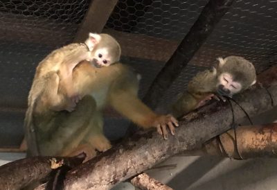 寝室内でくつろぐリスザルたち