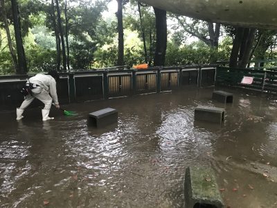 KIDSZOOのウサギの運動場