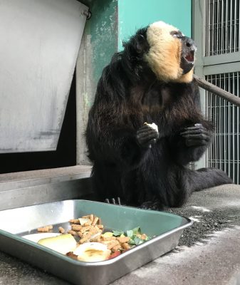 食事中モップくん