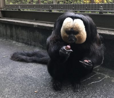 栗を持ったモップくん