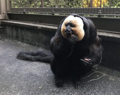 栗を食べているモップくん