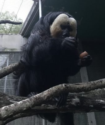 クリを食べるモップくんその1