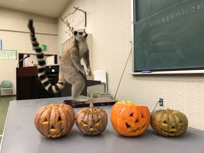 キツネザルフェスティバル