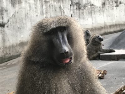 ヤッタくん2
