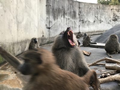 立派な犬歯！