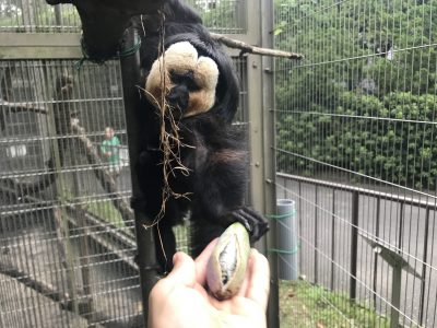 アケビをモップへ