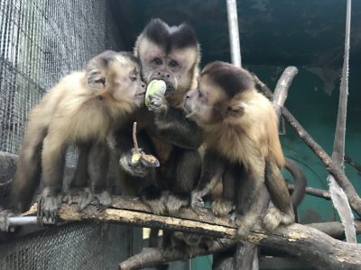 アケビとブラッド