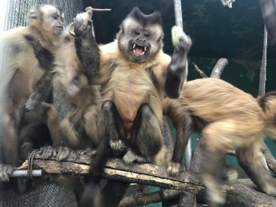 少し暴れるブラッド