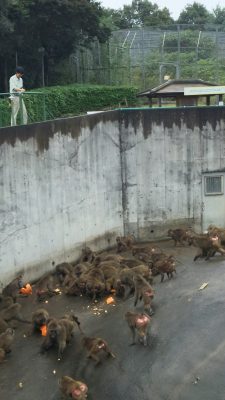 お化けカボチャを食べる