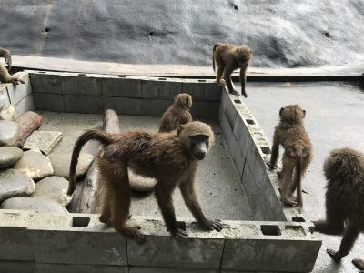 遊ぶこどもヒヒ