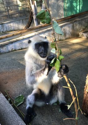 サミー1